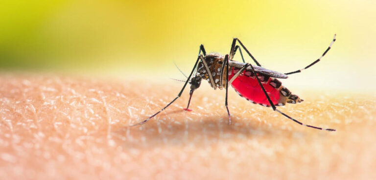 The Buzzing Crisis: Unmasking Hyderabad’s Mosquito Menace